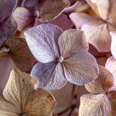 Dried Hibiscus Petals