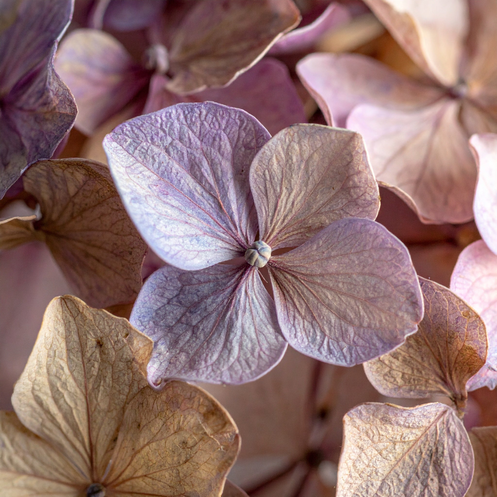 Dried Hibiscus Petals
