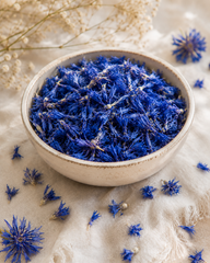 Dried Blue Cornflower